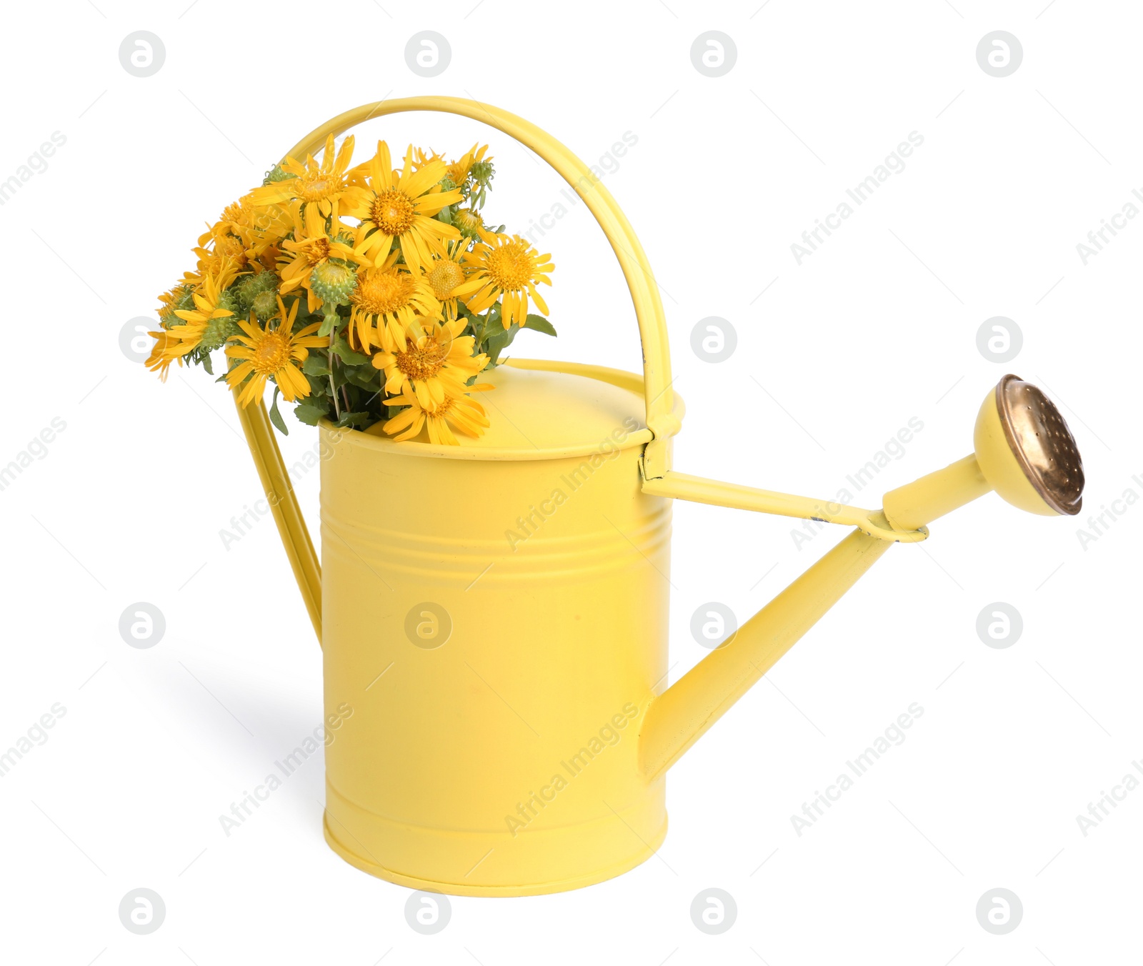 Photo of Beautiful bouquet of yellow wildflowers in watering can isolated on white