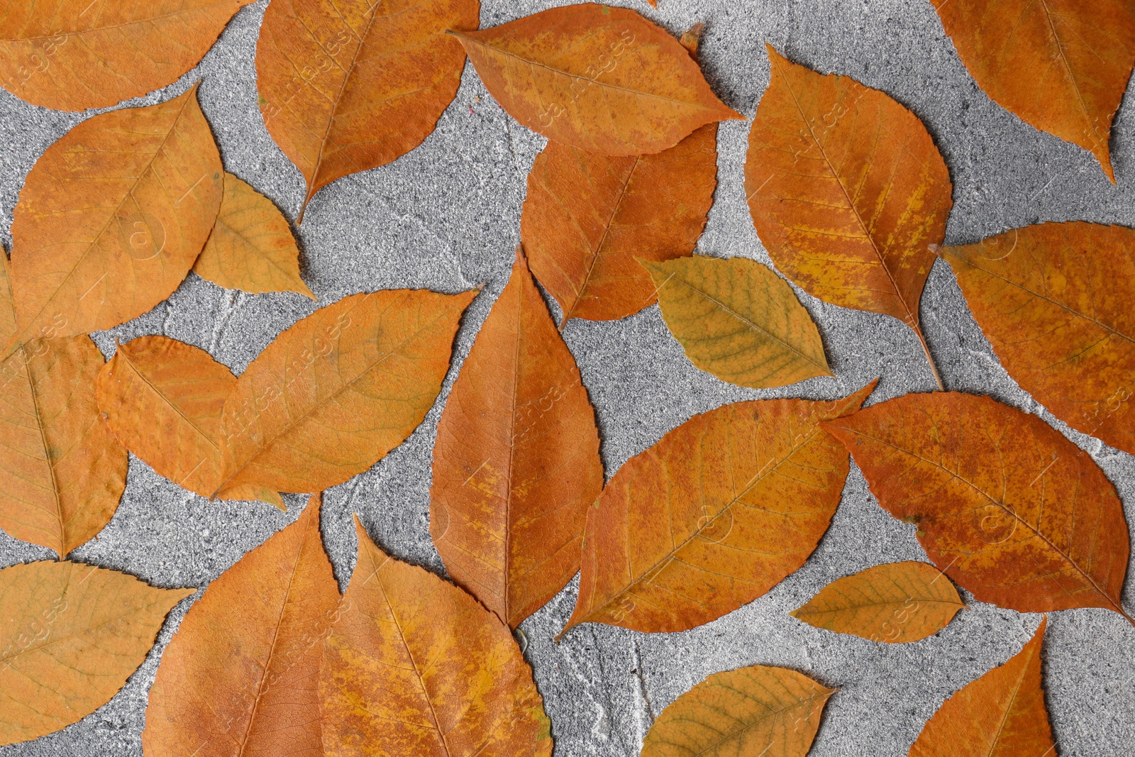 Photo of Many beautiful orange leaves on grey textured table, flat lay