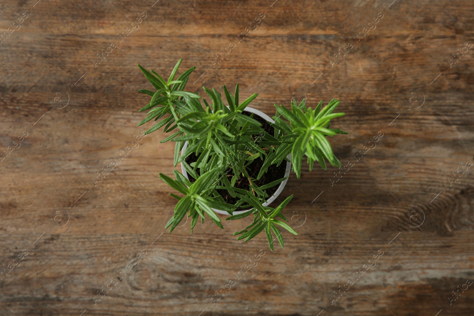 Photo of Pot with green rosemary bush on wooden background, top view