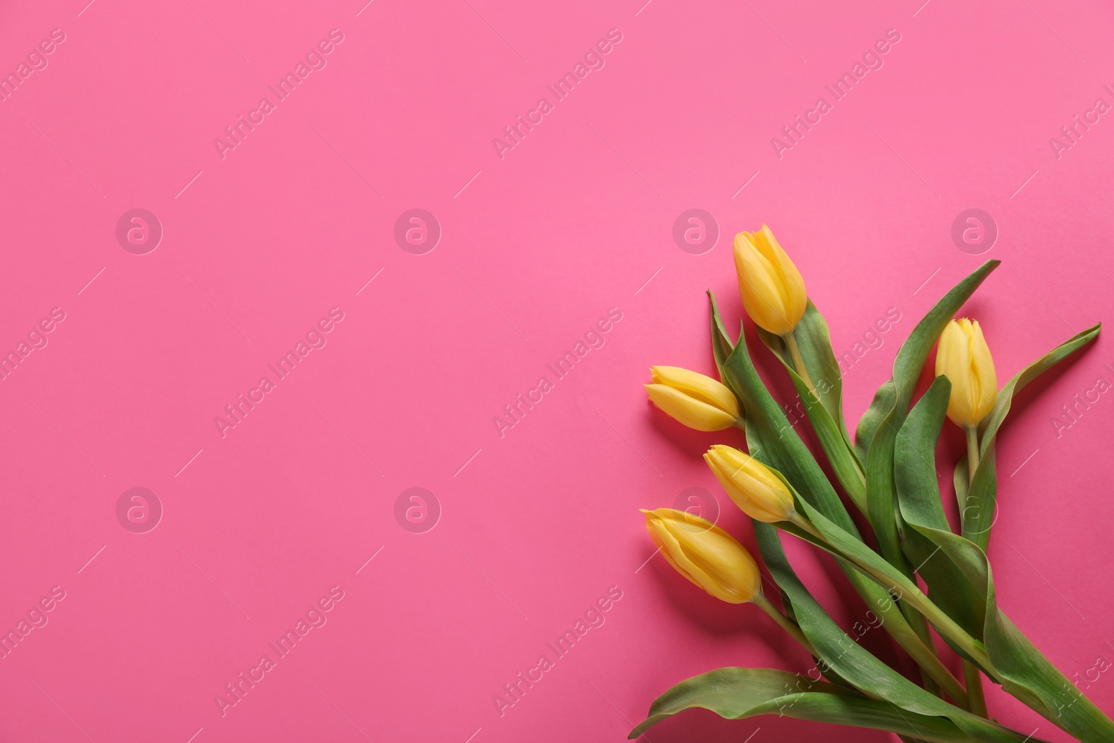 Photo of Many beautiful tulips on pink background, flat lay. Space for text