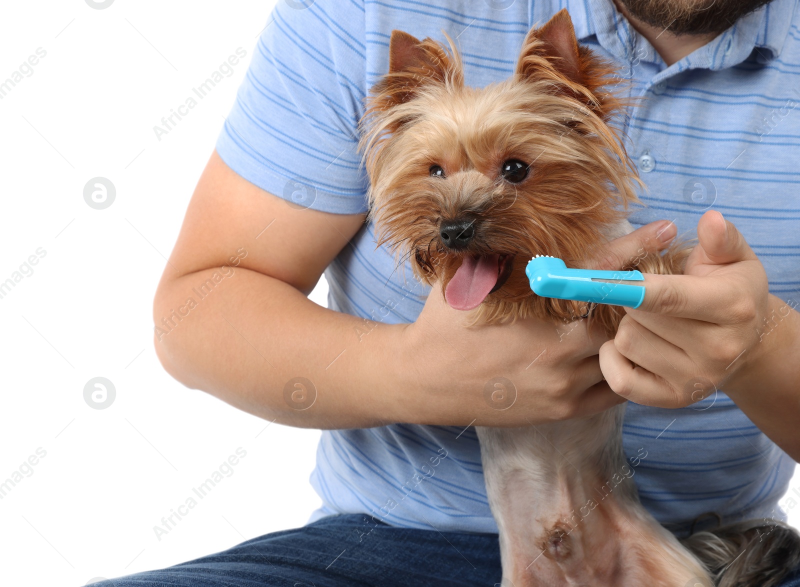 Photo of Man brushing dog's teeth on white background, closeup