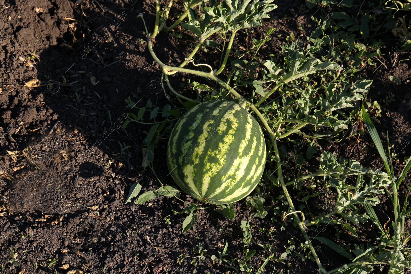 Photo of Beautiful watermelon plant with ripe fruit in garden, top view