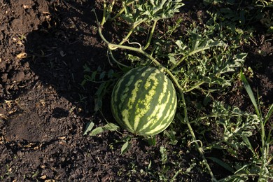 Photo of Beautiful watermelon plant with ripe fruit in garden, top view