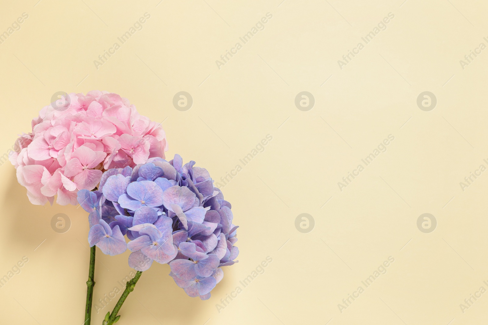 Photo of Beautiful hortensia flowers on beige background, flat lay. Space for text