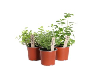 Different aromatic potted herbs isolated on white