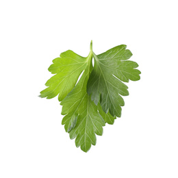 Aromatic fresh green parsley isolated on white