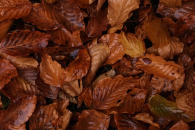 Beautiful wet orange autumn leaves as background, top view