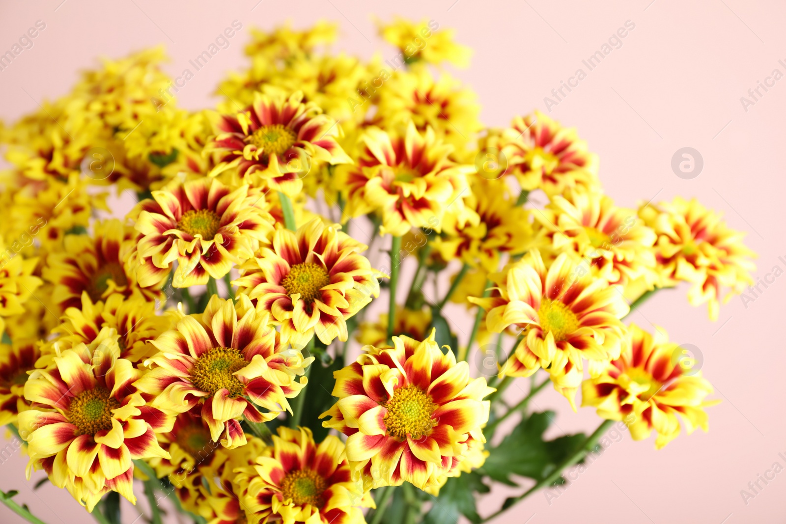 Photo of Bouquet of beautiful chrysanthemum flowers on pink background, closeup