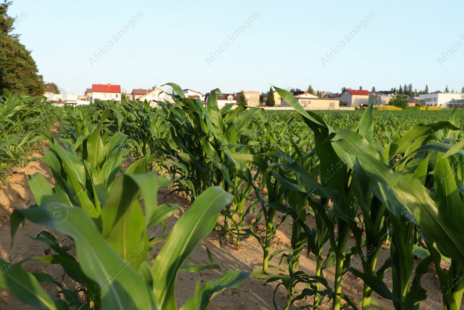 Photo of Beautiful agricultural field with green corn plants on sunny day