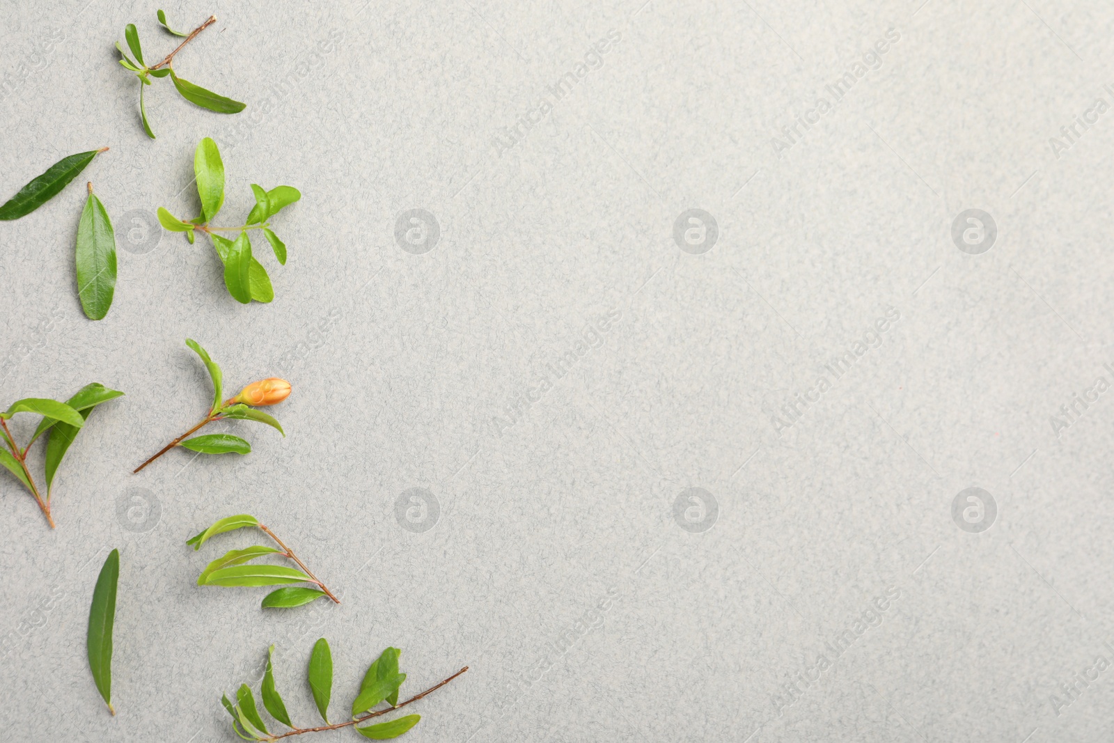 Photo of Pomegranate branches with green leaves and bud on light grey background, flat lay. Space for text