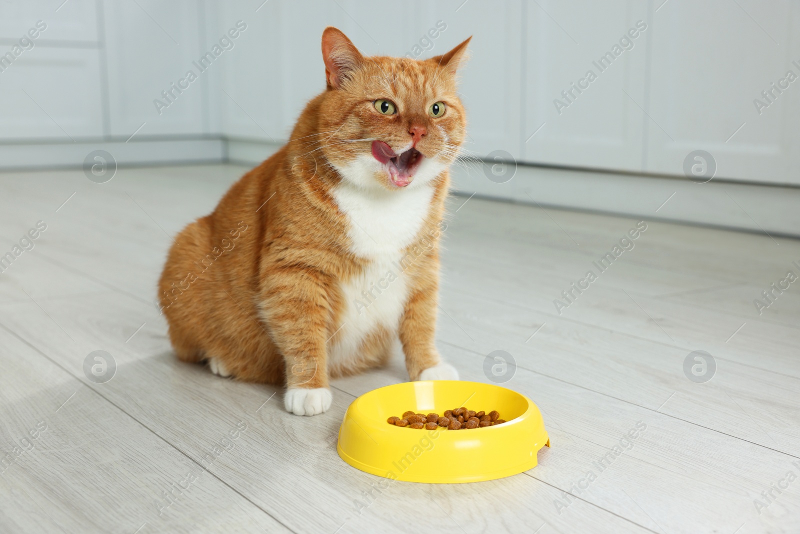 Photo of Cute ginger cat near feeding bowl in kitchen. Space for text