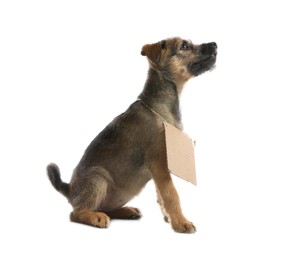 Photo of Cute little dog with blank cardboard sign on white background. Homeless pet