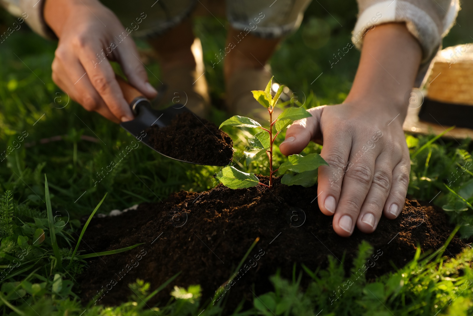 Photo of Woman planting young tree in garden with trowel, closeup