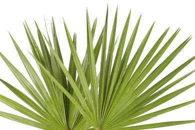 Green beautiful tropical leaves on white background