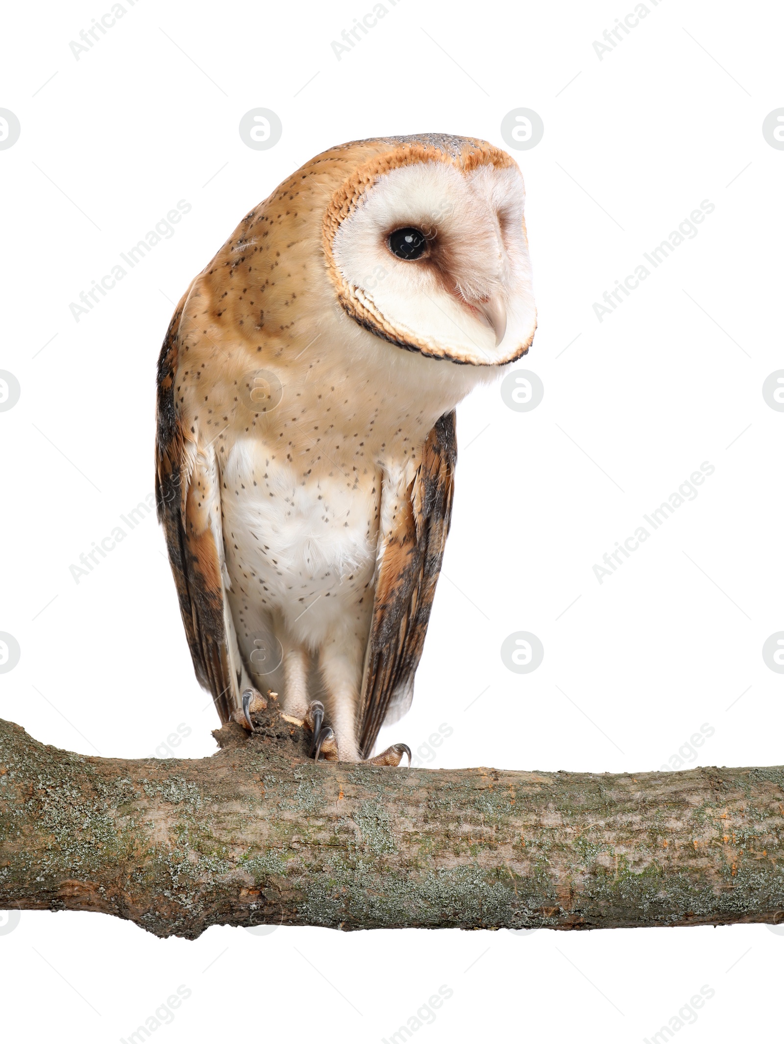 Photo of Beautiful common barn owl on twig against white background