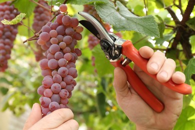 Photo of Farmer with secateurs picking ripe red grapes in garden, closeup