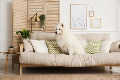 Photo of Adorable Samoyed dog on sofa in living room
