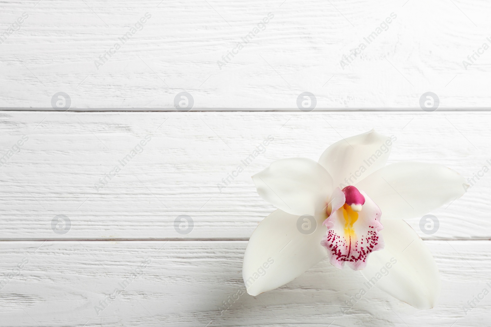 Photo of Beautiful tropical orchid flower on white wooden background, top view. Space for text