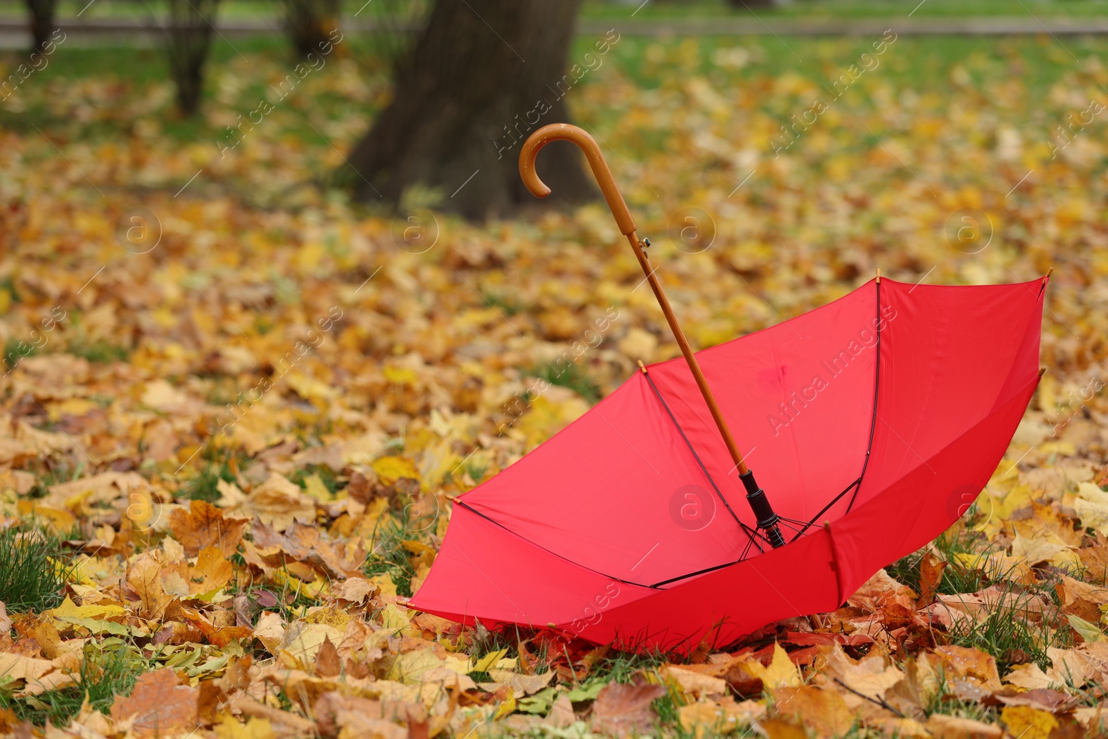 Photo of Open umbrella and fallen autumn leaves on grass in park, space for text