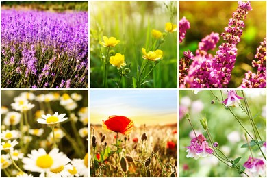 Collage with photos of different beautiful wild flowers