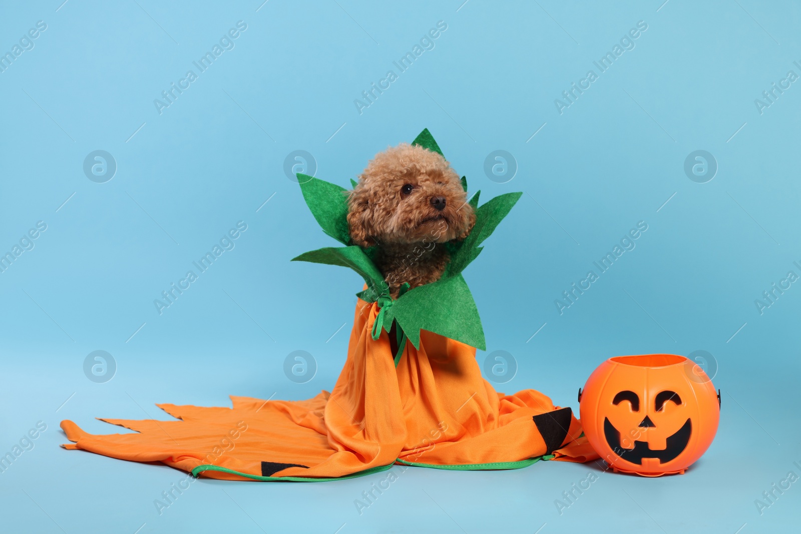 Photo of Happy Halloween. Cute Maltipoo dog dressed in costume and pumpkin treat bucket on light blue background