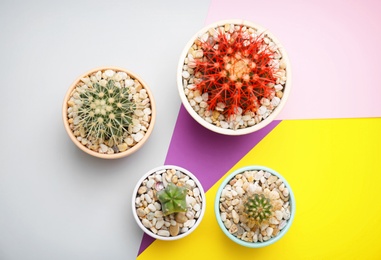 Photo of Beautiful cacti on color background, top view