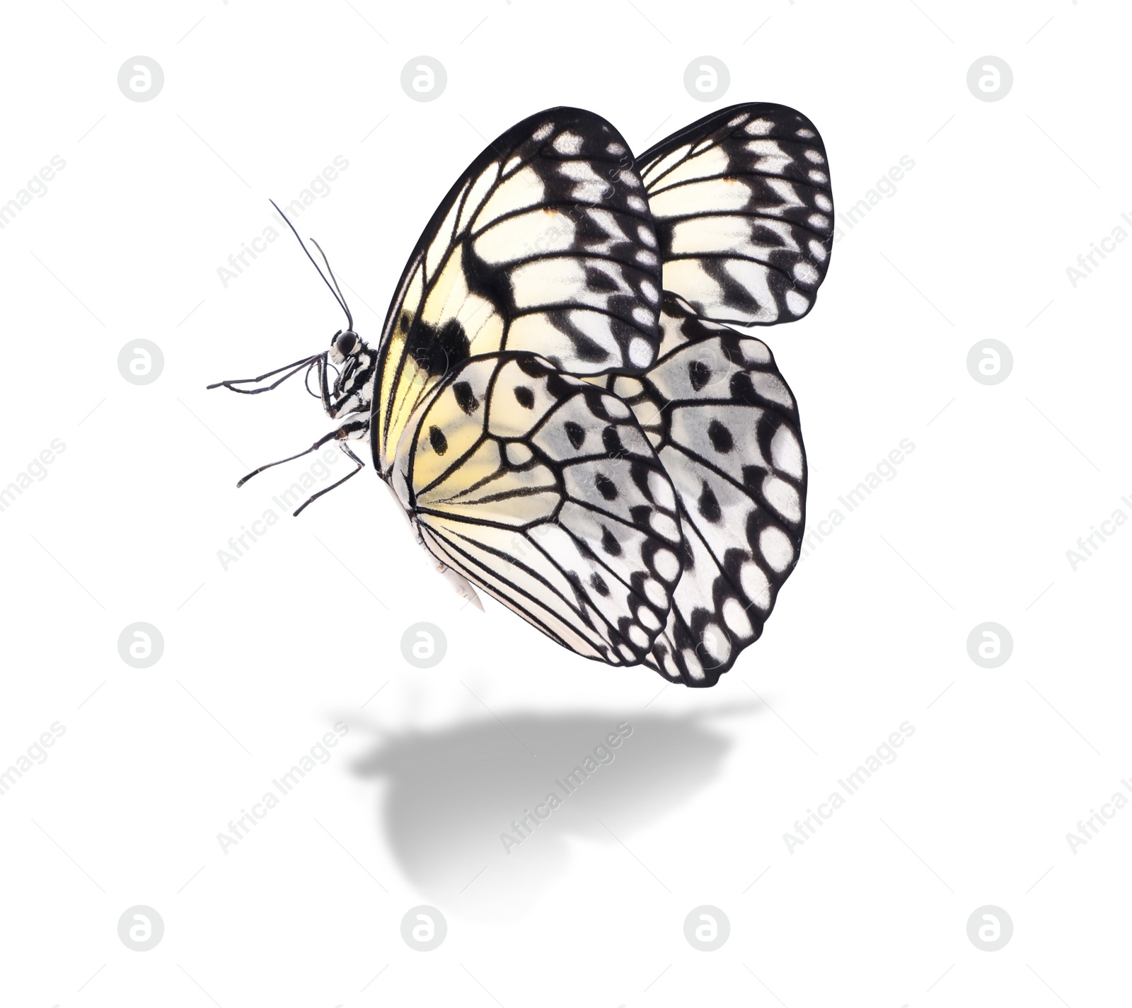 Image of Beautiful rice paper butterfly on white background