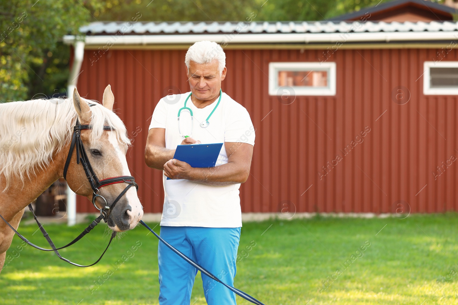 Photo of Senior veterinarian with clipboard near palomino horse outdoors