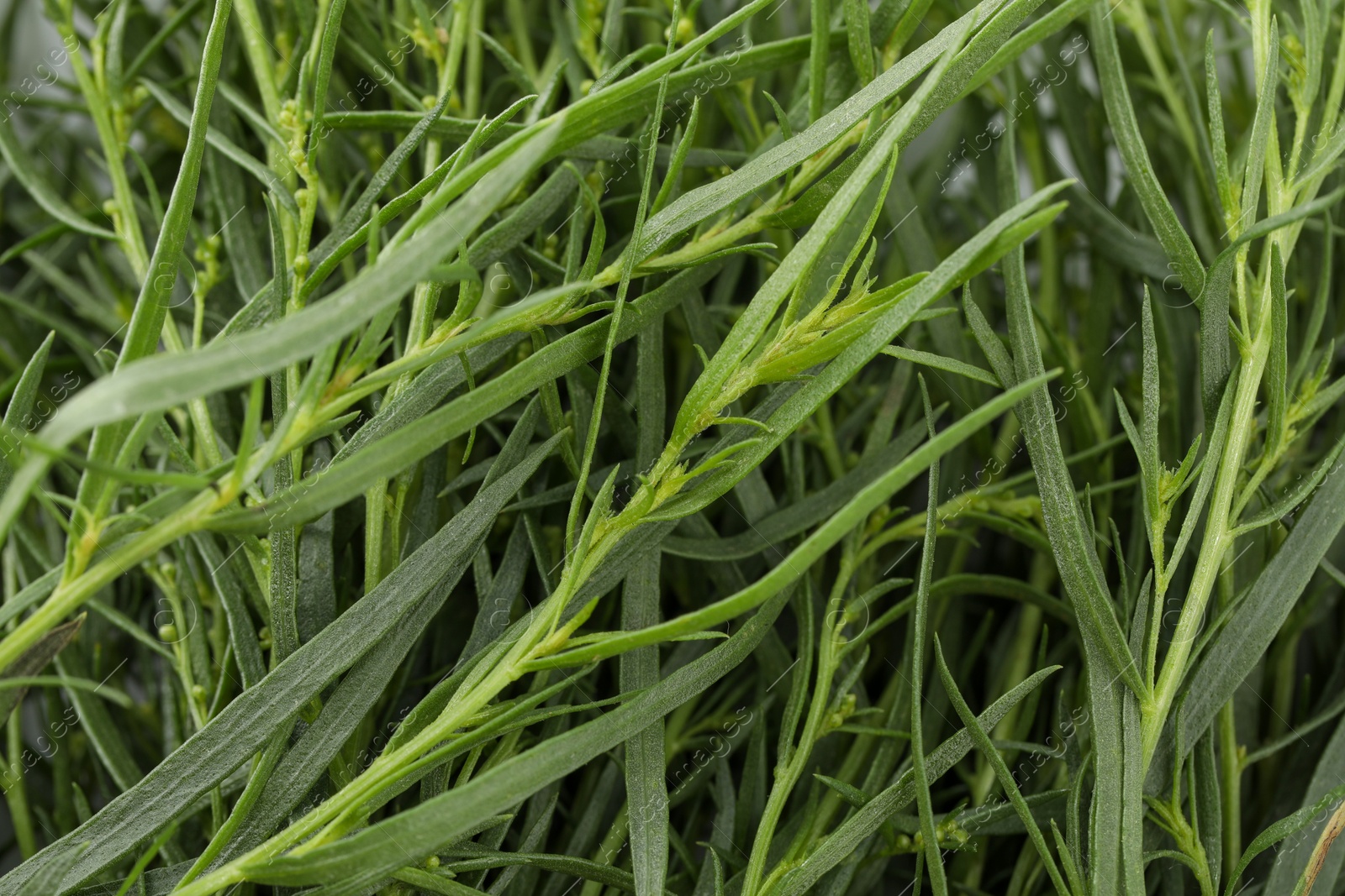 Photo of Fresh tarragon sprigs as background, closeup view