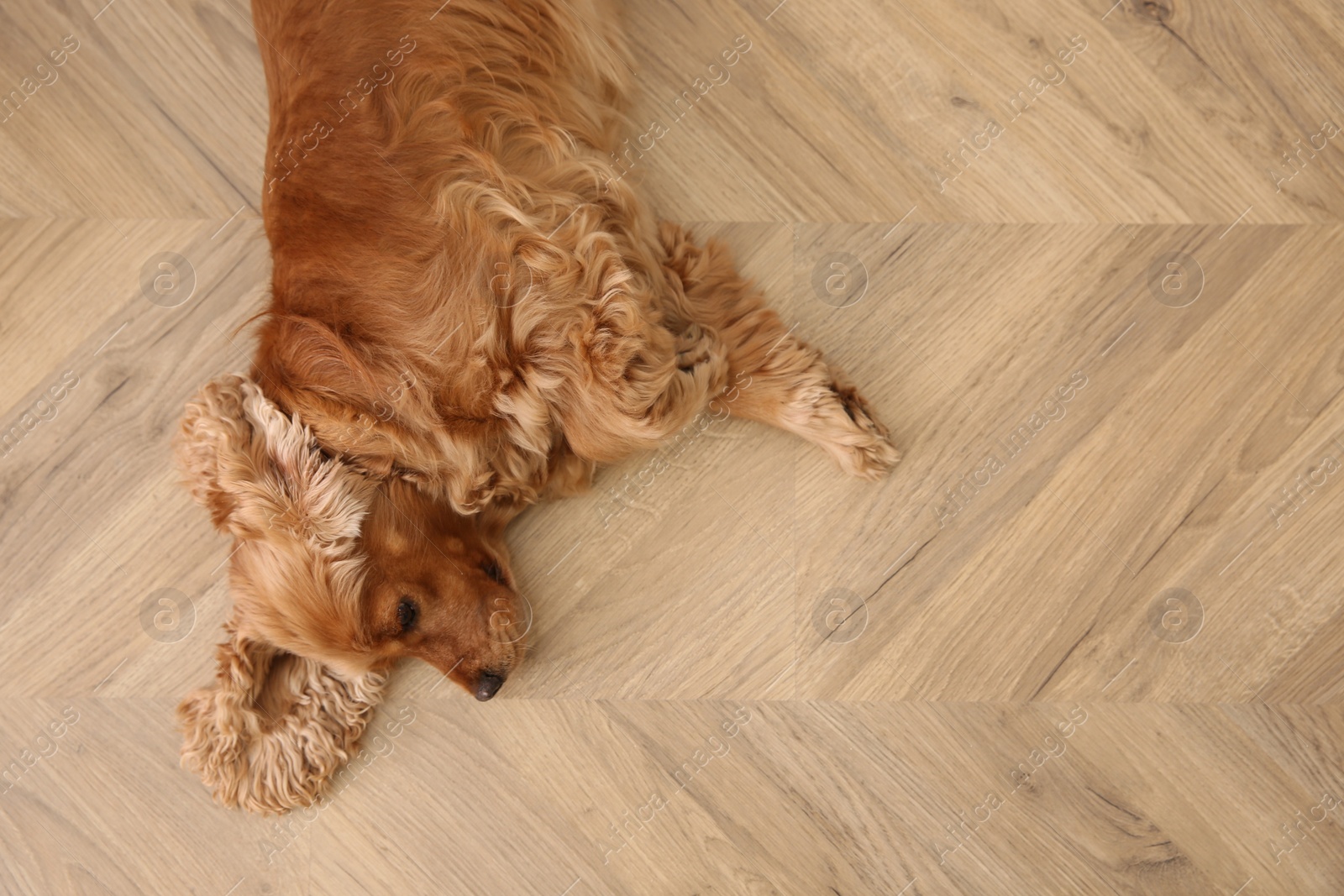 Photo of Cute Cocker Spaniel dog lying on warm floor, top view. Heating system