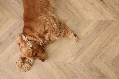 Photo of Cute Cocker Spaniel dog lying on warm floor, top view. Heating system