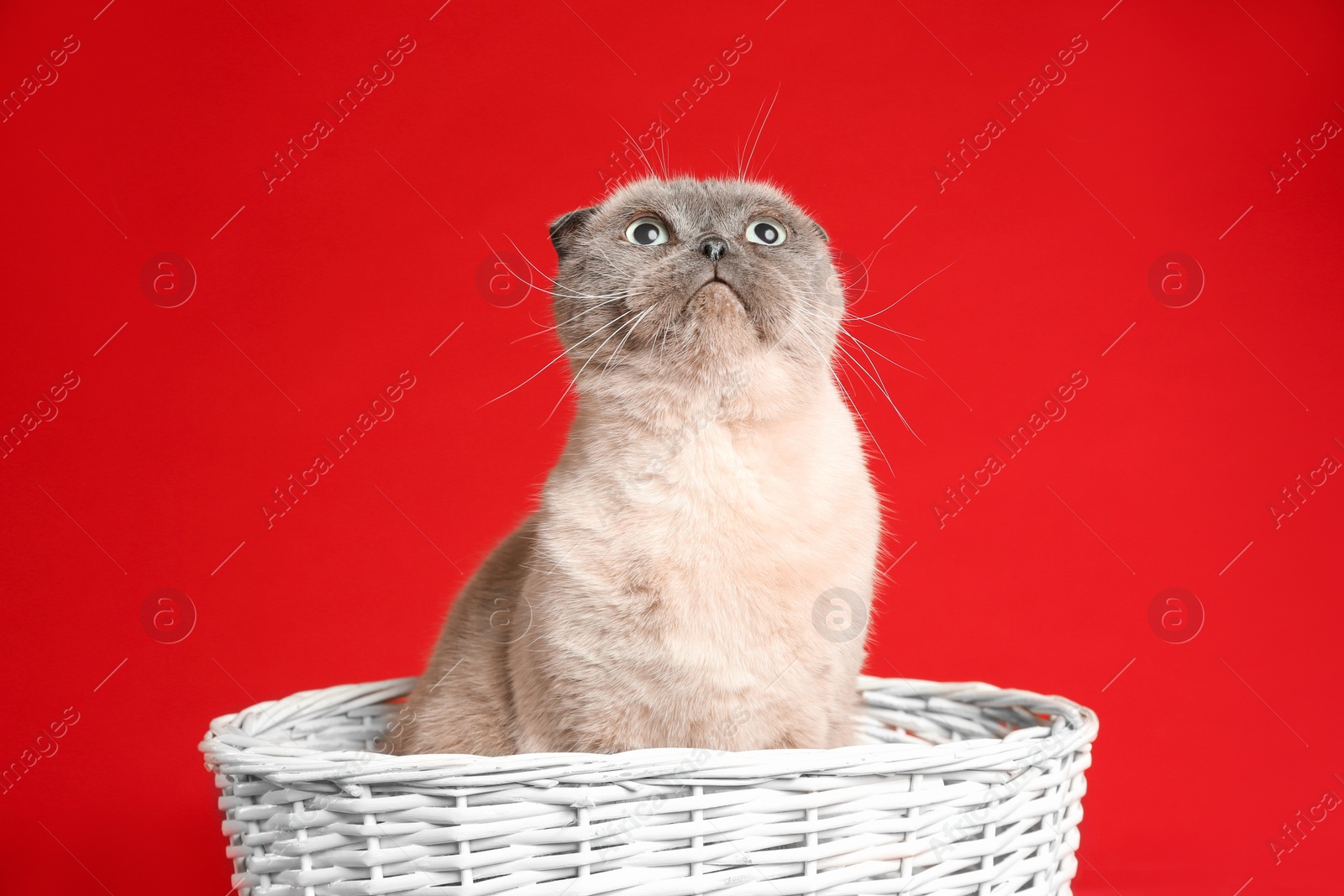 Photo of Cute Scottish fold cat in wicker basket on red background. Fluffy pet