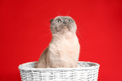 Photo of Cute Scottish fold cat in wicker basket on red background. Fluffy pet