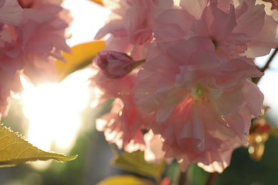 Blossoming pink sakura tree outdoors on spring day, closeup