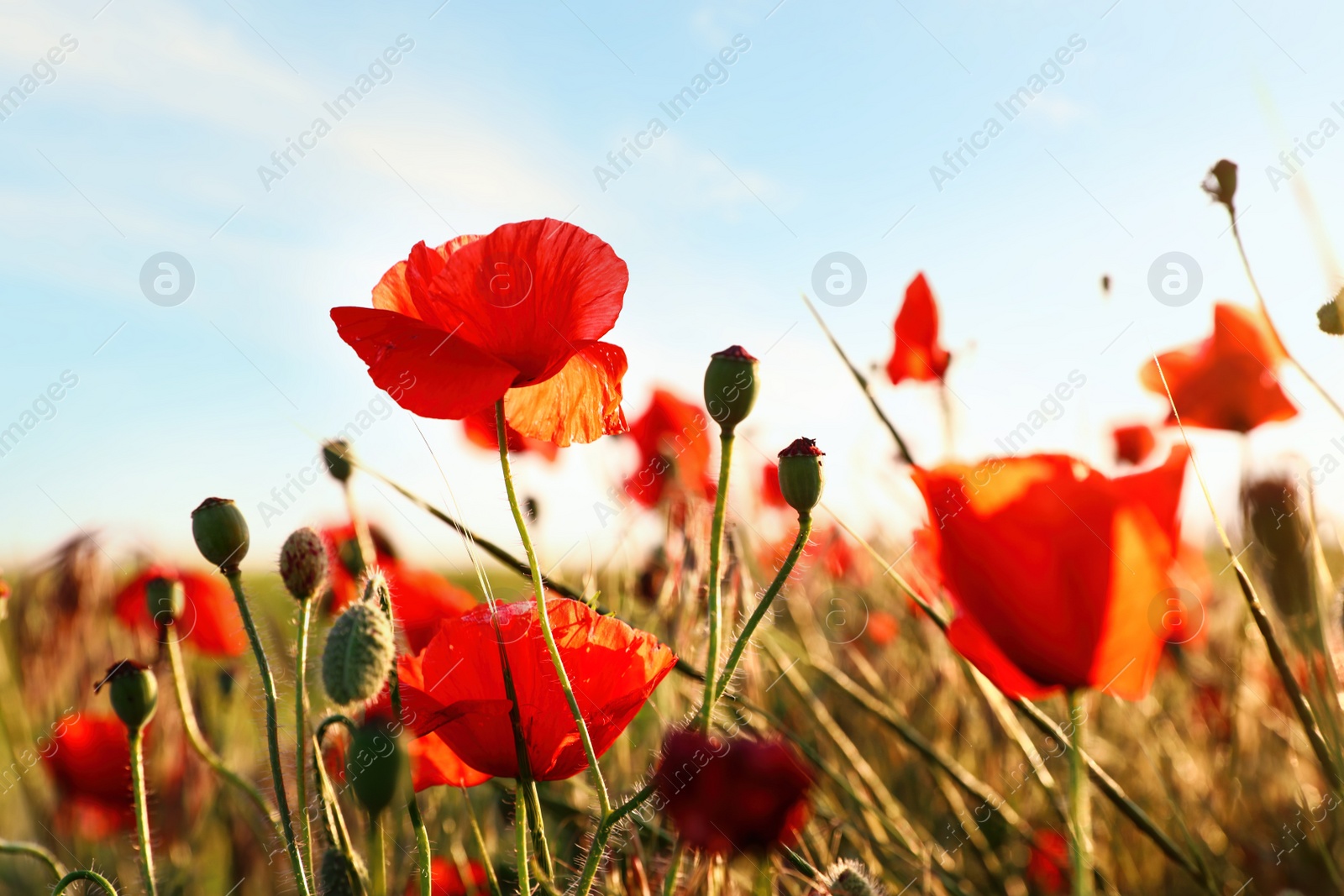 Photo of Beautiful blooming red poppy flowers in field on sunny day
