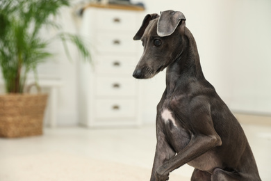 Cute Italian Greyhound dog at home. Space for text