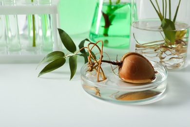 Photo of Petri dish with sprouted avocado seed and blurred laboratory glassware on background. Chemistry concept