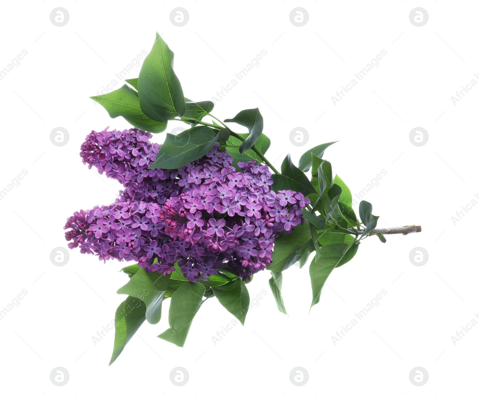 Photo of Beautiful blossoming lilac branch with leaves isolated on white