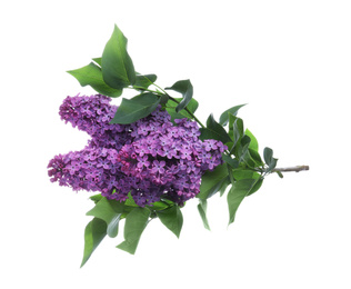 Photo of Beautiful blossoming lilac branch with leaves isolated on white