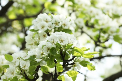 Photo of Tree with beautiful white blossom outdoors on spring day, closeup