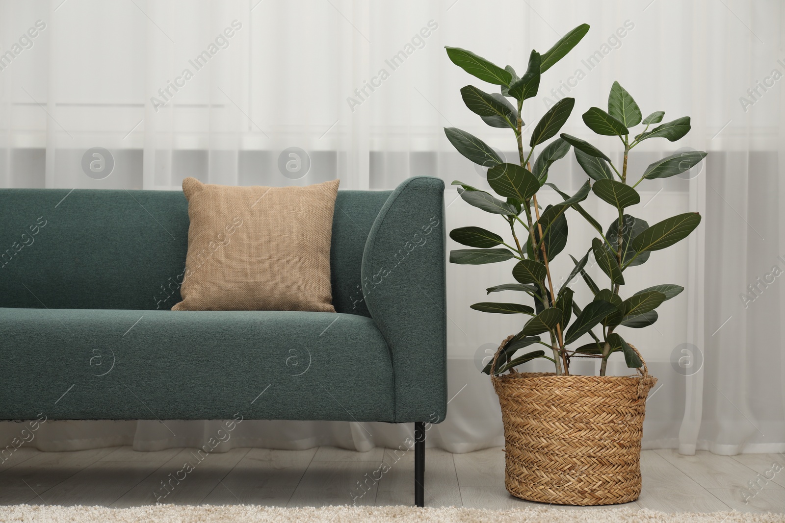 Photo of Potted houseplant with green leaves near sofa in room