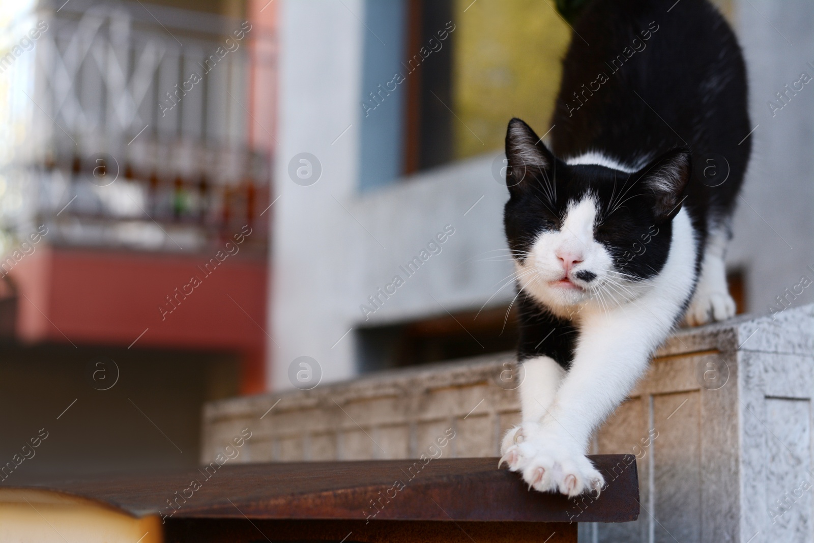Photo of Lonely stray cat outdoors, space for text. Homeless pet