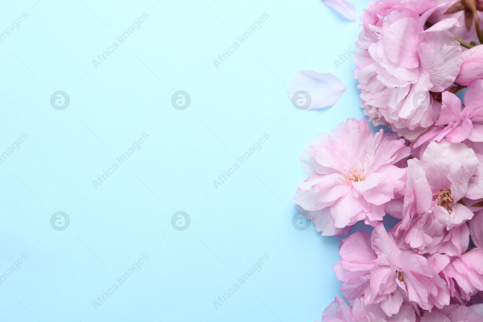 Photo of Beautiful sakura blossom on light blue background, space for text. Japanese cherry