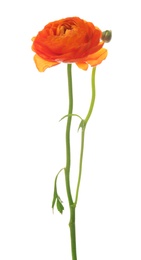 Beautiful ranunculus flower on white background