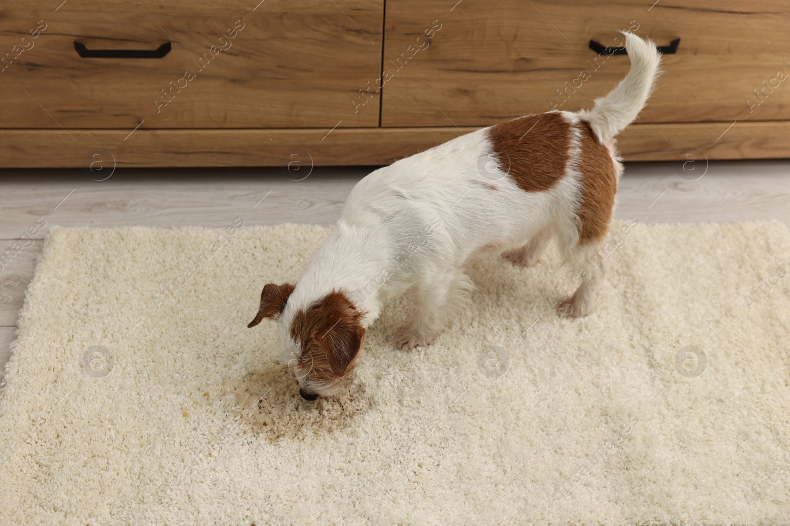 Photo of Cute dog near wet spot on rug indoors