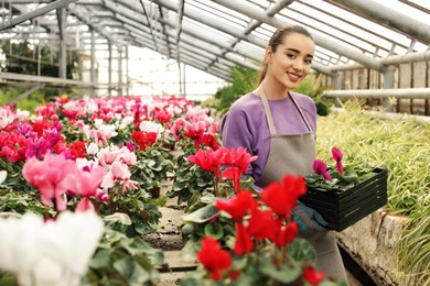 Young woman holding wooden crate with potted plants in greenhouse. Home gardening