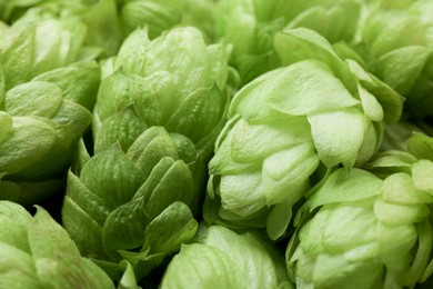 Photo of Fresh ripe green hops as background, closeup