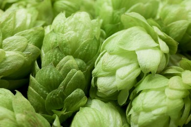 Fresh ripe green hops as background, closeup