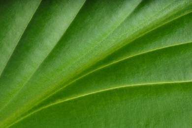 Photo of Macro photo of green leaf as background, top view