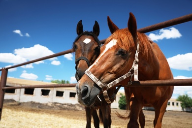 Photo of Chestnut horses at fence outdoors on sunny day, closeup. Beautiful pet